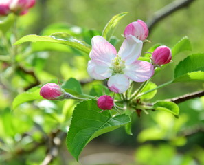 Obraz premium Apfelbaum - Blüten - Apfelblüten im Frühling in Südtirol