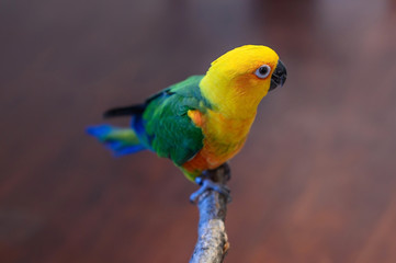 A Jenday Conure, Aratinga jandaya, sits on a perch. Focus is on the eye of the bird