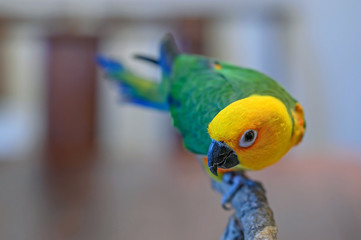 A Jenday Conure, Aratinga jandaya, sits on a perch. Focus is on the eye of the bird
