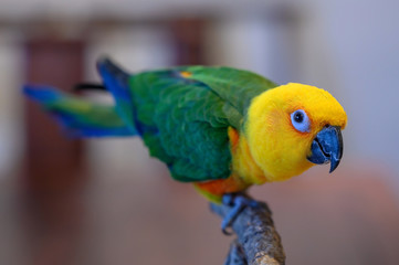 A Jenday Conure, Aratinga jandaya, sits on a perch. Focus is on the eye of the bird