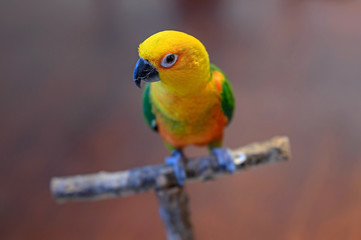 A Jenday Conure, Aratinga jandaya, sits on a perch. Focus is on the eye of the bird