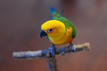 A Jenday Conure, Aratinga jandaya, sits on a perch. Focus is on the eye of the bird