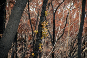 Fototapeta premium Australian bushfires aftermath: eucalyptus trees recovering after severe fire damage. Eucalyptus can survive and re-sprout from buds under their bark or from a lignotuber at the base of the tree.