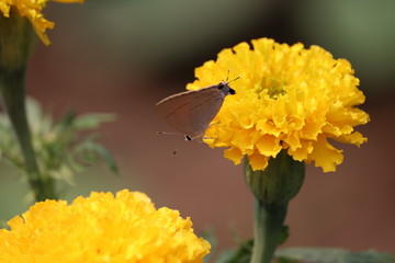 white and black spot butterfly insect perched on a marigold flower in springs on marigold garden