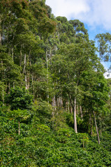 Fototapeta premium tall trees providing shadow to coffee crop