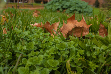 Background of maple leaf on grass in a park