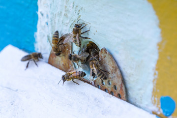 Honey bees swarm in the hive. Workers bees arrive and fly away, guard bees guard the entrance from violators.