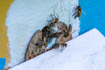 Honey bees swarm in the hive. Workers bees arrive and fly away, guard bees guard the entrance from violators.