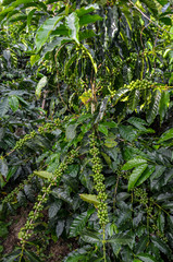 coffee plant branches full of green beans