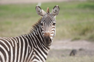 Fototapeta na wymiar Safari