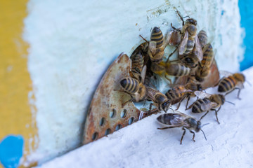 Honey bees swarm in the hive. Workers bees arrive and fly away, guard bees guard the entrance from violators.