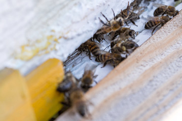 Honey bees swarm in the hive. Workers bees arrive and fly away, guard bees guard the entrance from violators.