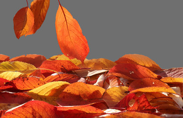 Translucent autumn leaves. Foliage as a colorful background.  Isolate on  gray.