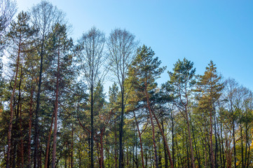 Obraz premium Pine and birch forest and clear sky in the morning.
