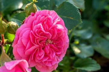 a large blooming rose on a Bush