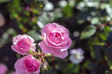 three beautiful tea roses on the branches of a Bush