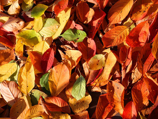 Sunny autumn backround of fallen colorful leaves. 