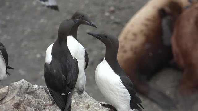 Guillemots or murres colony on the rocks