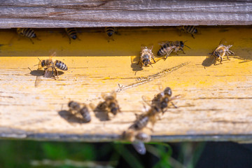 Honey bees swarm in the hive. Workers bees arrive and fly away, guard bees guard the entrance from violators.