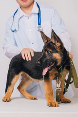 Shepherd puppy close-up. A dog is standing on the vet's desk. Vet inspection