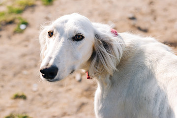 White greyhound dog. A large portrait of an animal. A thin hound for a walk.