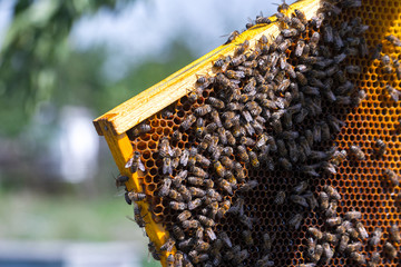 Honey bees removed from the hive for inspection by a beekeeper. The nest's internal structure is a...