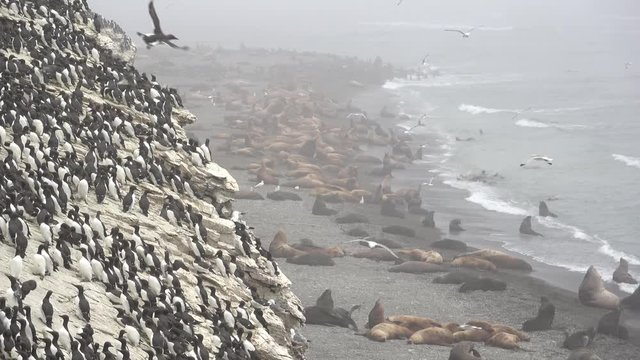 Murres at the sea lion's rookery