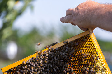 Honey bees removed from the hive for inspection by a beekeeper. The beekeeper holds a frame of...
