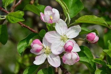 Naklejka na ściany i meble Apfelbaum - Blüten - Apfelblüten im Frühling in Südtirol