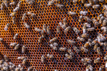 Honey bees removed from the hive for inspection by a beekeeper. The nest's internal structure is a...