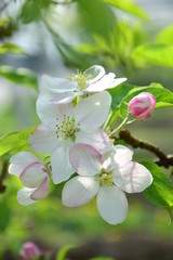 Apfelbaum Apfelblüten - Apfelbaumblüte in Südtirol