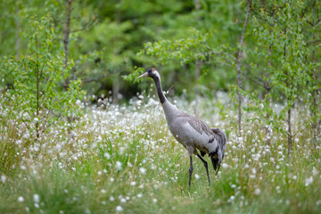 Common crane  summer. Birdwatching  