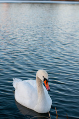 Obraz premium white swans on an autumn lake on a sunny day