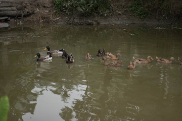 Group of ducks are swimming in the pond