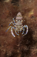 Close-up of comensal shrimp (Periclimenes amethysteus) in its anemone, Princess island istanbul Turkey