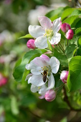 Naklejka na ściany i meble Apfelbaumblüten - Apfelbaum mit Blüten im Frühling in Lana bei Meran in Südtirol