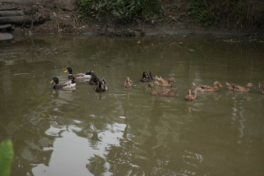 Group of ducks are swimming in the pond