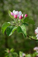 Apfelbaumbl&uuml;ten - Apfelbaum mit Bl&uuml;ten im Fr&uuml;hling in Lana bei Meran in S&uuml;dtirol