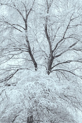 background of tree branches in the snow. The concept of a snowy winter