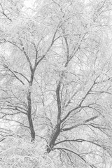 background of tree branches in the snow. The concept of a snowy winter