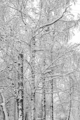 Obraz premium background of tree branches in the snow. The concept of a snowy winter