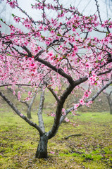 Peach flowers in the countryside