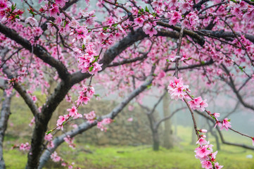 Peach flowers in the countryside
