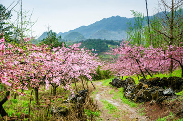 Obraz premium The rural scenery in the mist in spring