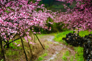 Obraz premium Peach flowers in the countryside