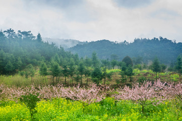 Naklejka premium The rural scenery in the mist in spring
