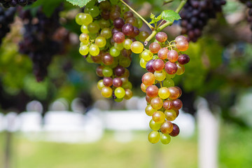 Bunches of red and green grapes hang from a vine. Beautiful vineyards. Space for text. Health fruit concept