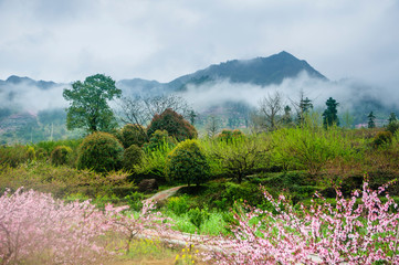 The rural scenery  in the mist in spring