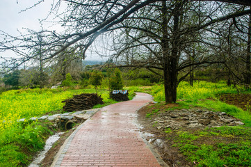 The path in the countryside