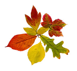 Collection of autumn leaves on white background 